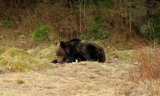 Un urs a coborât în Câmpina. Arhivă