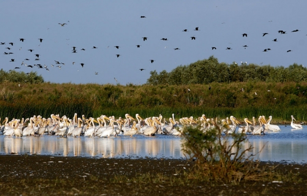 Pelicani in Delta Dunării