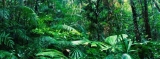 Padure tropicala Australia