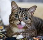 Lil Bub pisica
