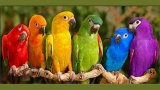 Ziua Internaţională a Păsărilor