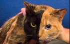 Venus pisica cu două feţe