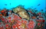 Recif de corali Palau