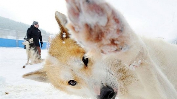 Zăpada cu gust de jambon i-a înnebunit pe câinii din localitatea slovenă Sezana