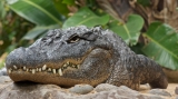 Nouă crocodili și aligatori au scăpat de la o grădină zoologică din Peru
