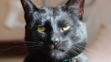 O organizație australiană de caritate caută proprietar pentru o pisică ''nemernică