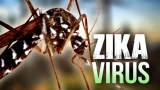 Țânțarul comun Culex poate transmite virusul Zika