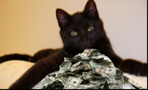 Cea mai bogată pisică