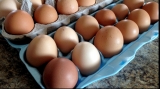 Furnizorii vizaţi de investigaţie sunt furnizori importanţi de ouă 