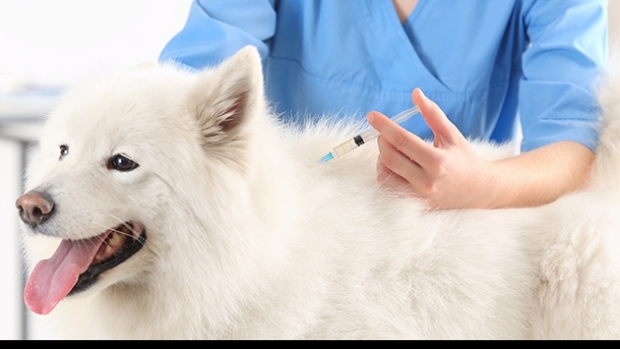 Valoarea estimată a sterilizării câinilor este de 235 de lei fără TVA/femelă şi 190 de lei fără TVA/mascul