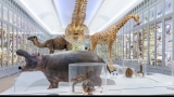 Animalele de sex masculin, suprareprezentate în muzeele de istorie naturală 