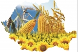 România îşi va păstra primul loc în Uniunea Europeană la producţiile de porumb şi floarea soarelui