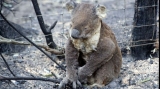 Peste 2.000 de urși koala au murit din cauza incendiilor din Australia