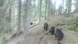 Urși în Parcul Național Călimani