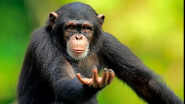 Cimpanzeii simt ritmul muzicii 