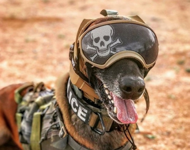 Câini militari