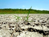 Culturi afectate de secetă