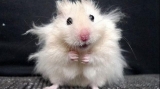 Teste realizate pe hamsteri au dovedit că utilizarea măştii sanitare este eficace  