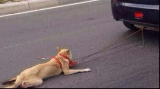 Bărbat reținut după ce și-a plimbat câinele legat de mașină. Arhiva