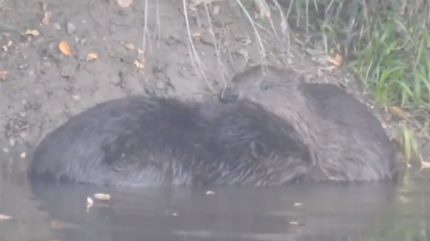 VIDEO. Doi castori, surprinși într-o arie protejată din Parcul Natural Balta Mică a Brăilei