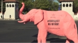 10 august. Elefant roz plimbat prin București la doi ani de la protestul diasporei