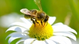 Veninul de albină, bun pentru cancerul de sân