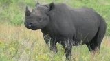 Rinocer negru 