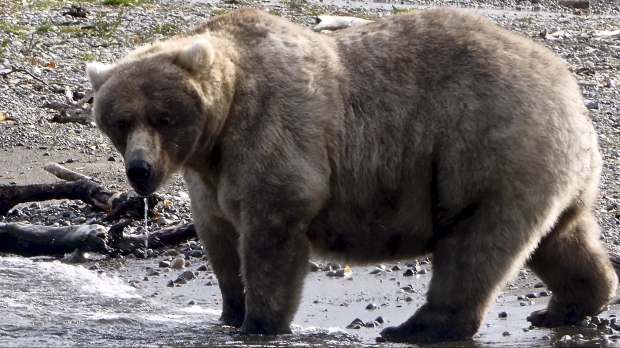 Cel mai gras urs din Alaska este "747"