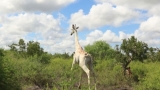 Singura girafă albă din lume