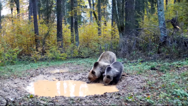 O ursoaică și puiul ei, filmați în timp ce se joacă în jurul unui ochi de apă din Apuseni