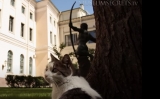 Pisică la Muzeul Ermitaj