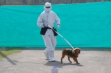 Câini antrenați pentru depistarea persoanelor infectate cu SARS CoV-2