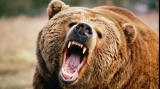 Urşii agresivi ar putea fi tranchilizaţi şi relocaţi sau împuşcaţi