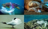 Plasticul și vietățile marine