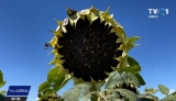 Producţie record de floarea soarelui