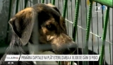 10.000 de sterilizări gratuite în Capitală pentru câini și pisici