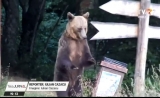Un urs a fost ucis de braconieri pentru carne