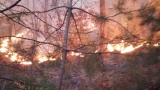 Incendiu de litieră în pădure