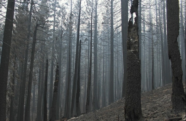 Pădure din California, după incendiu