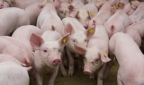Crescătorii de porci din Marea Britanie riscă să intre în faliment 
