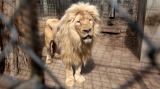 Unul dintre leii de la grădina zoologică din Harkov