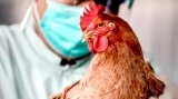 Focar de gripă aviară la granița României cu Ungaria