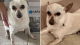 Un chihuahua de 21 de ani a fost desemnat cel mai vârstnic câine în viaţă din lume