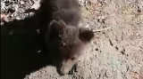 Ursulet salvat din copac