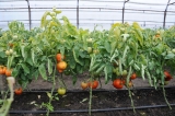 Roșii produse în cadrul Programului Tomata