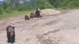 Ursoaica cu pui