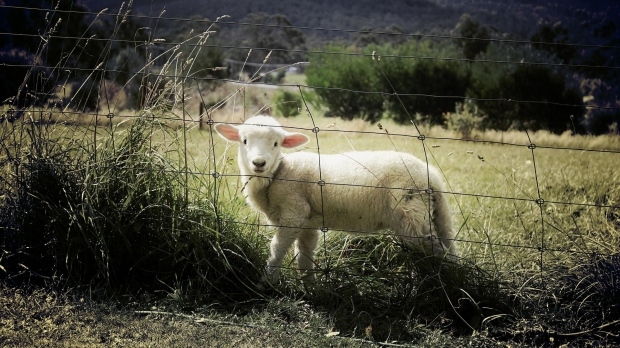 Lactatele, oile și carnea de vită sunt „mieii sacrificați” ai înțelegerii comerciale