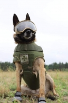 Echipament de protecţie pentru câinii militari din Ucraina