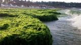 Tone de alge pe litoral
