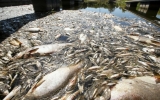 Pești morți în fluviul Oder